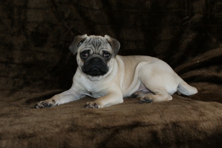 mops hond