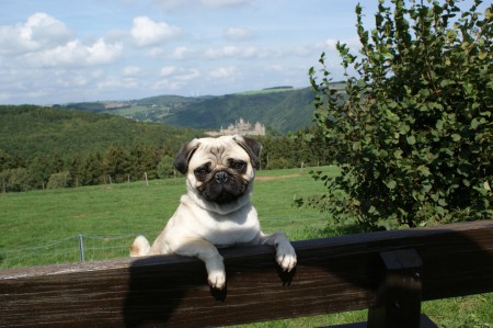 mops hond