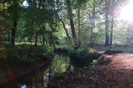bossen
