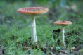 /album/fotogallerij/dsc02235-jpg/