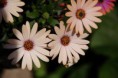 /album/fotogallerij/dsc-0126-jpg/