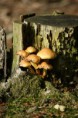 /album/fotogallerij/dsc02219-jpg/